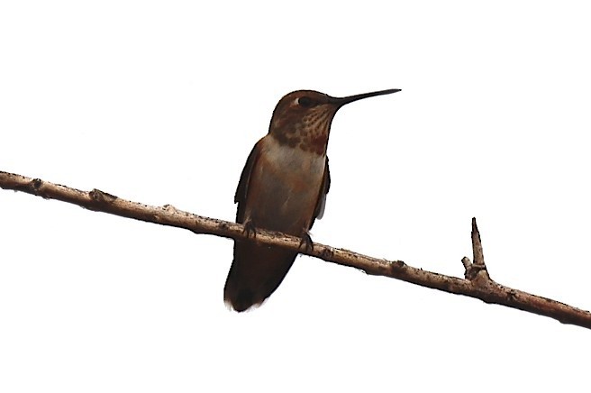 Rufous Hummingbird - robert bowker