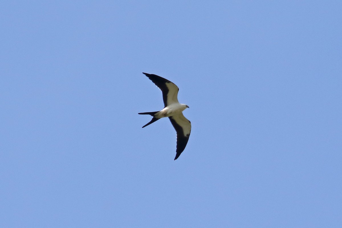 Swallow-tailed Kite - ML258059561