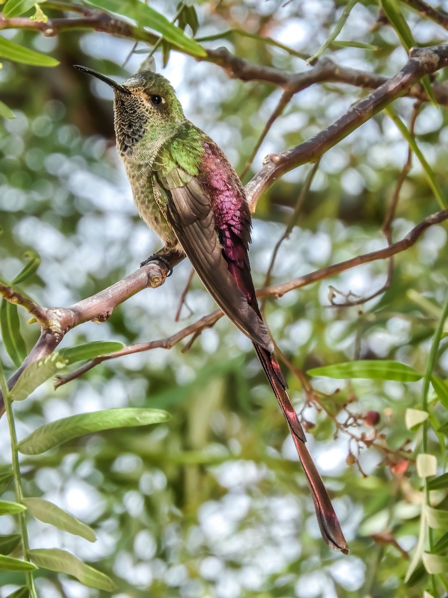 Red-tailed Comet - ML258061261