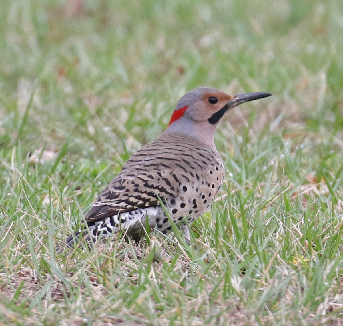 Northern Flicker (Yellow-shafted) - Jeff Tingle