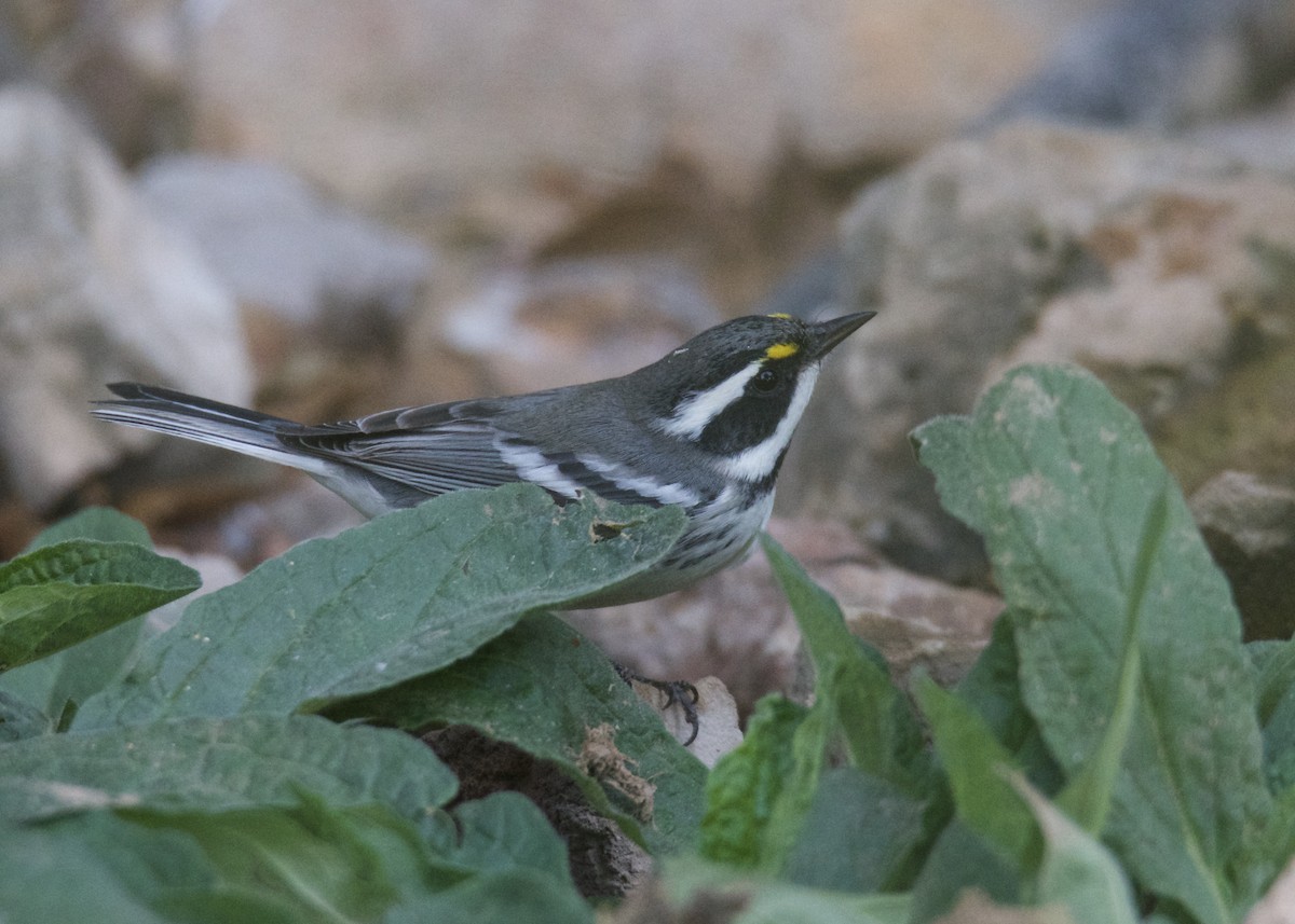 Black-throated Gray Warbler - Kanayo Rolle