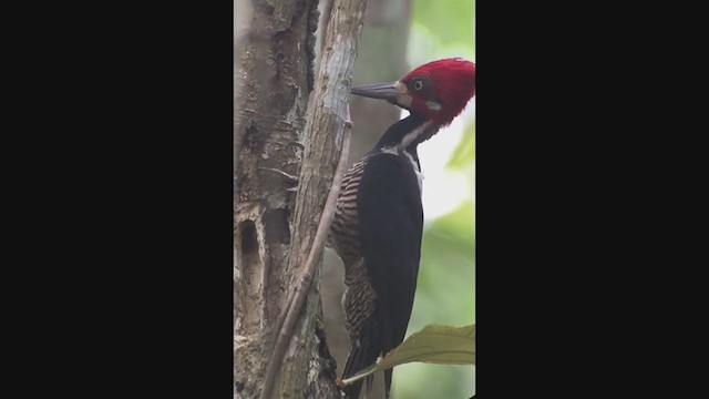 Crimson-crested Woodpecker - ML258066751