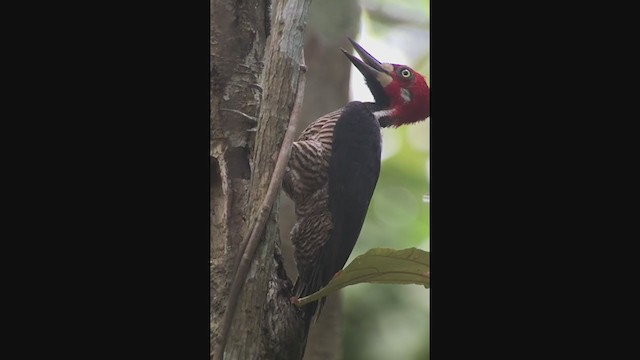 Crimson-crested Woodpecker - ML258071081