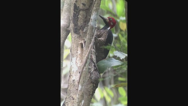 Crimson-crested Woodpecker - ML258072651