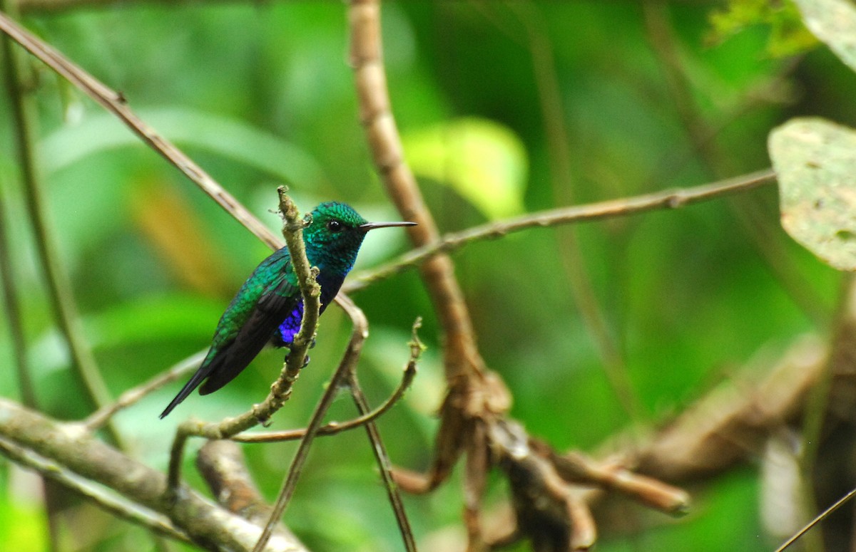 Violet-bellied Hummingbird - ML25807361