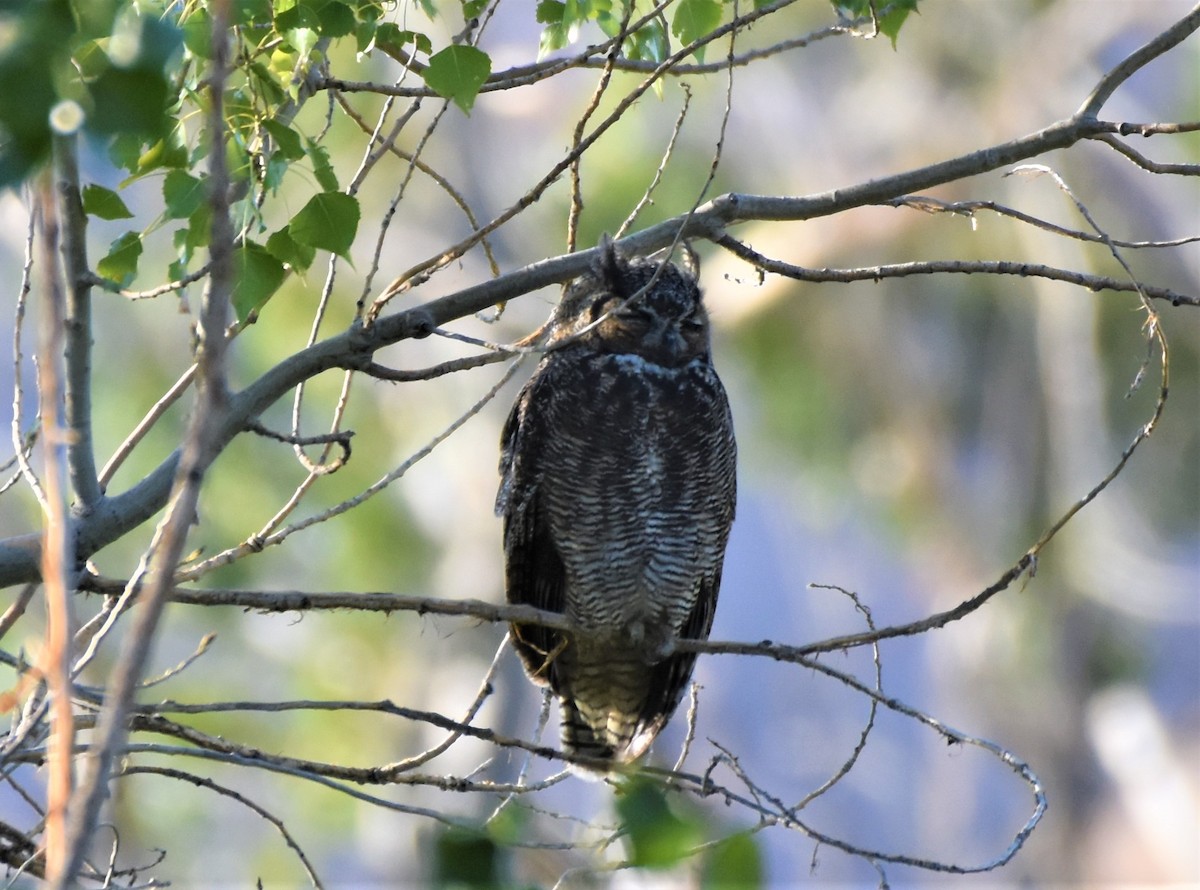 Great Horned Owl - ML258073911
