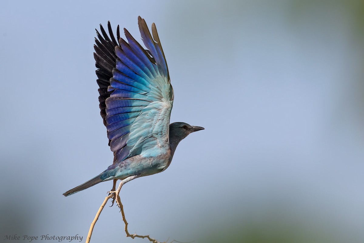 European Roller - Mike Pope