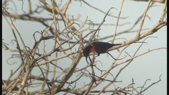 Scarlet-chested Sunbird - ML258076961