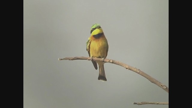 Little Bee-eater - ML258079551