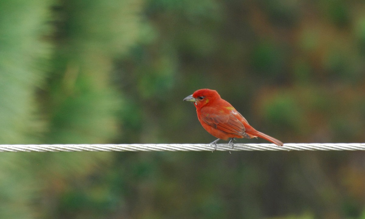 Hepatic Tanager - ML25808051