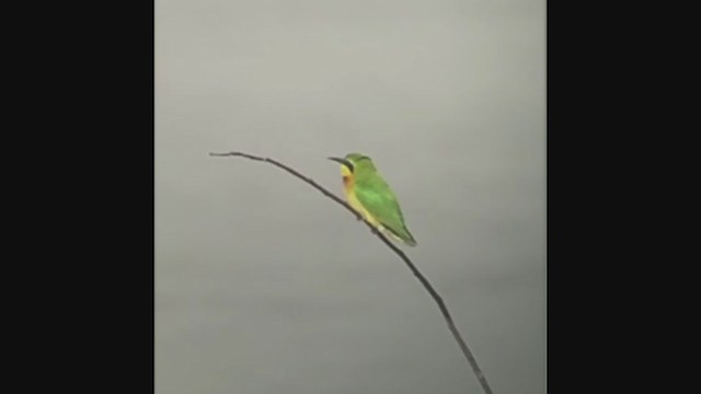 Little Bee-eater - ML258080921