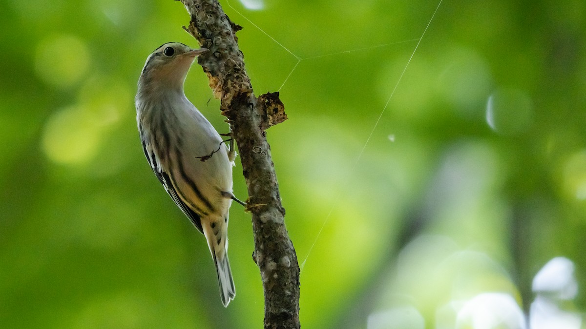 Black-and-white Warbler - ML258082121