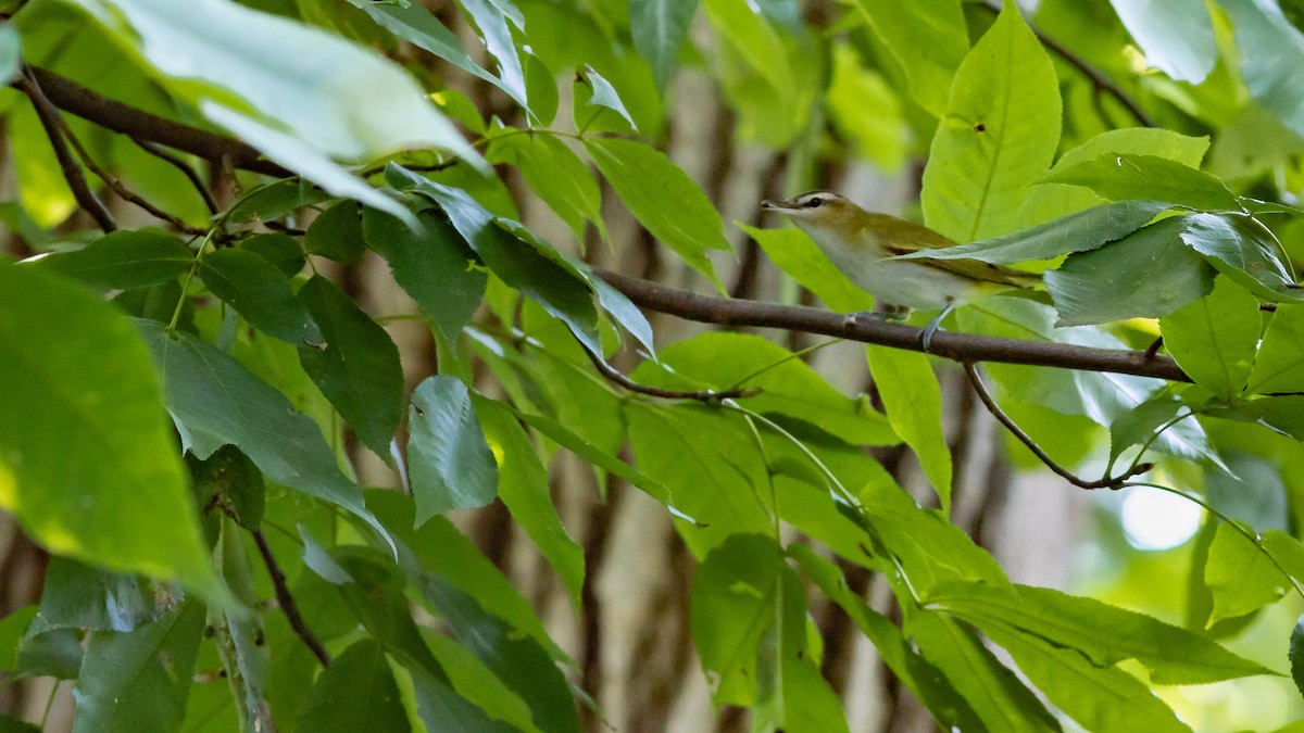 Red-eyed Vireo - Todd Kiraly
