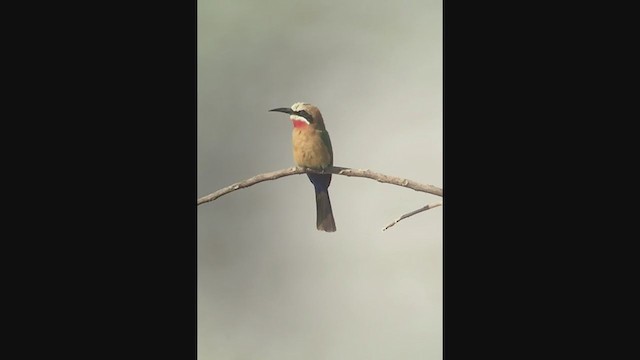 White-fronted Bee-eater - ML258082931