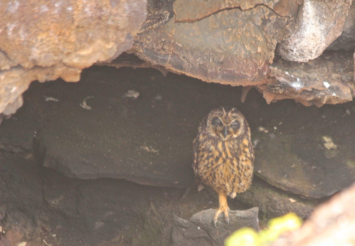Short-eared Owl (Galapagos) - Stuart White