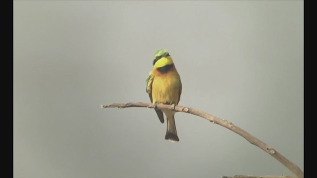 Little Bee-eater - ML258084811