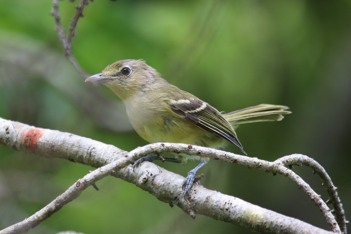 Thick-billed Vireo - ML258085041