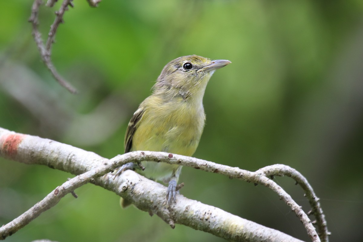 Thick-billed Vireo - Hans Gonzembach