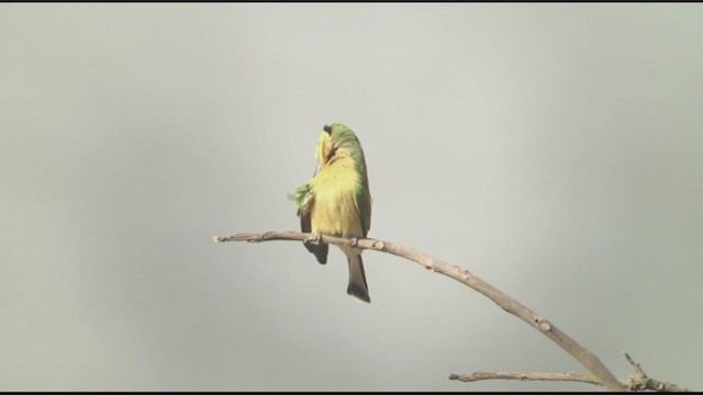 Little Bee-eater - ML258085371