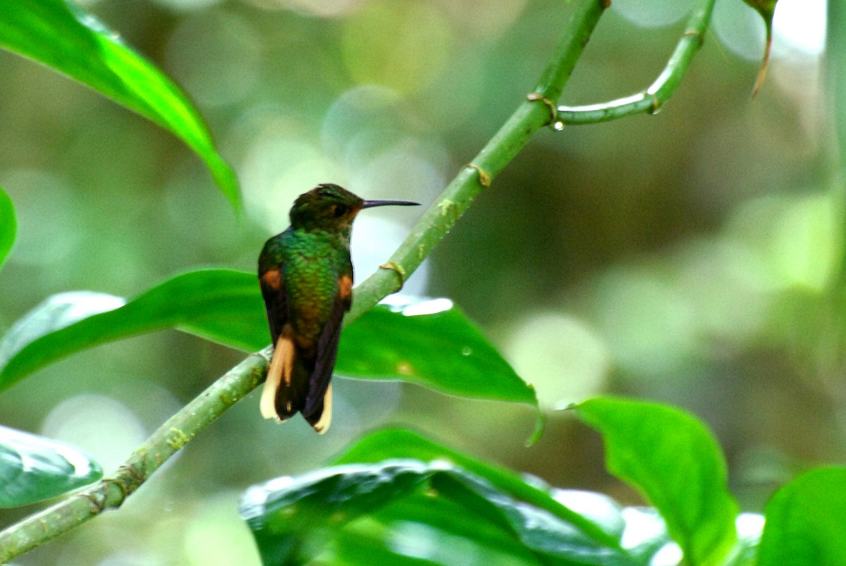 Pirre Hummingbird - David M. Bell