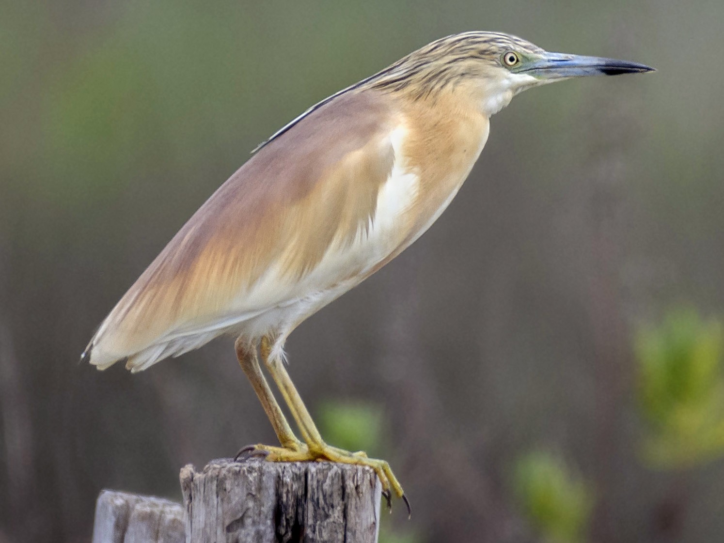 Squacco Heron - Al Božič