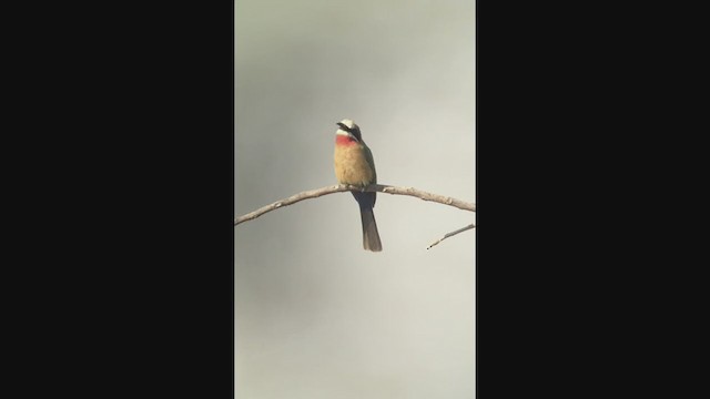 White-fronted Bee-eater - ML258092481