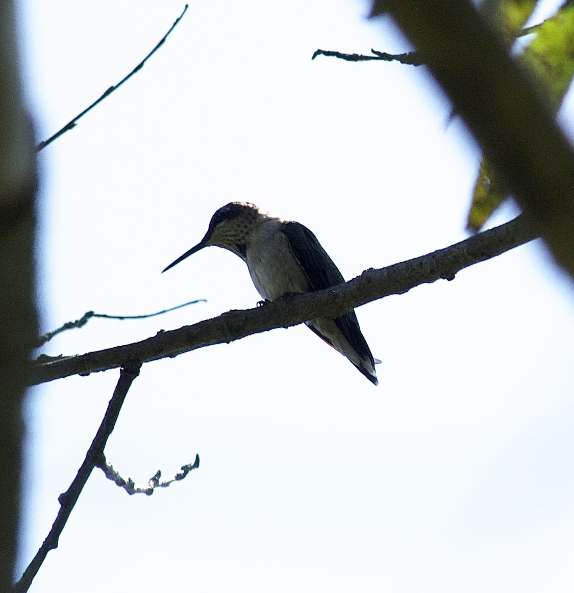 Ruby-throated Hummingbird - Michael Niven