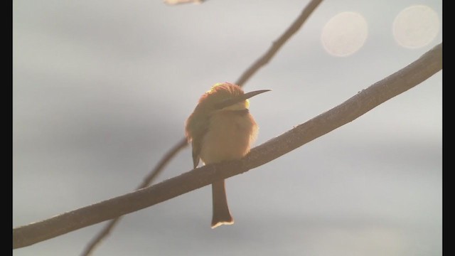 Little Bee-eater - ML258093921