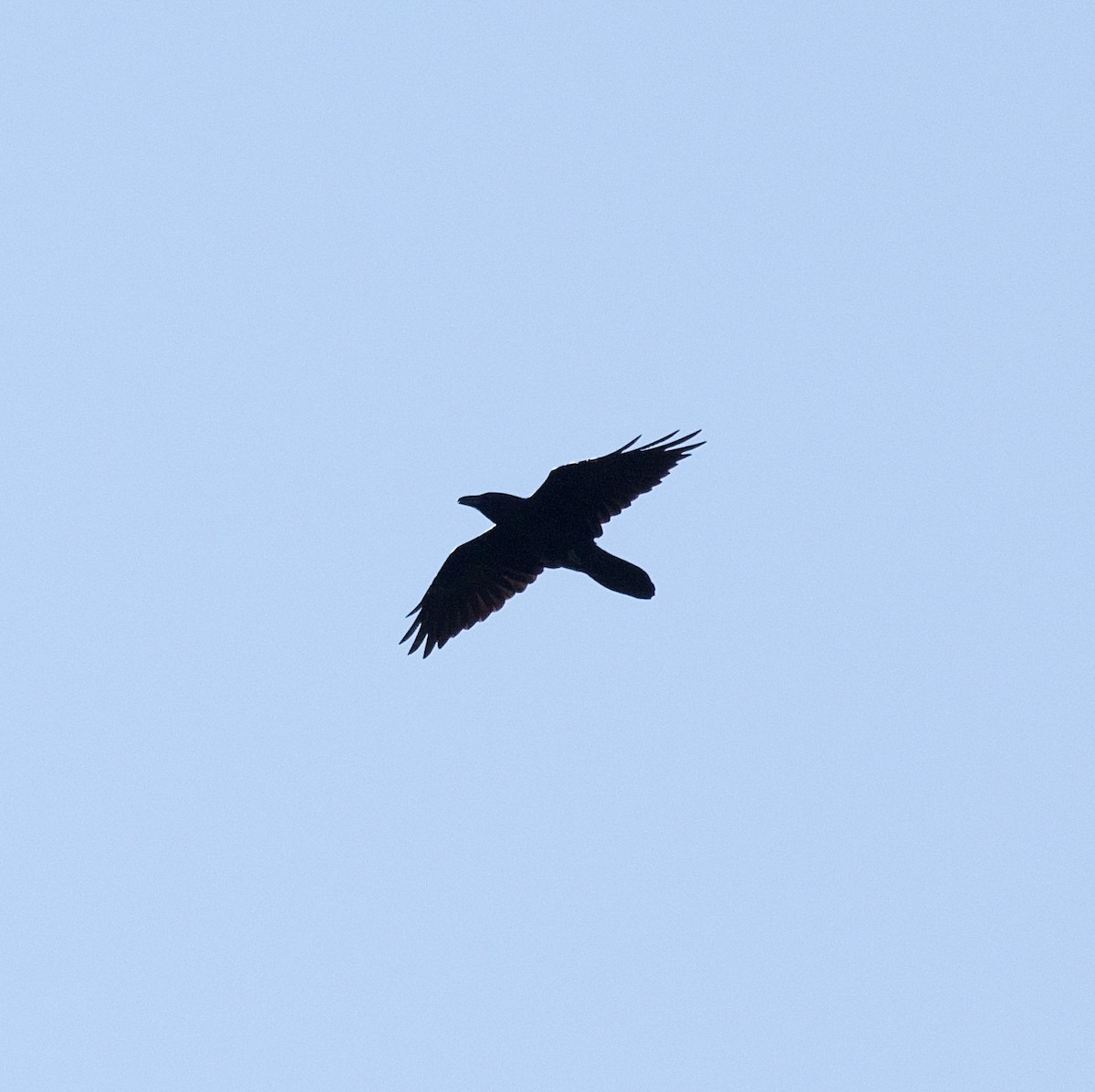 Common Raven - Michael Niven