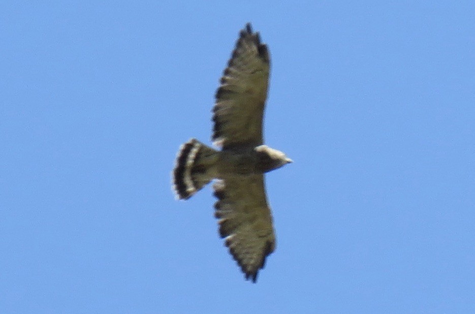 Broad-winged Hawk - Ginger Shoemake