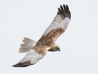 ヨーロッパチュウヒの頭骨 ヨーロッパチュウヒ - eBird