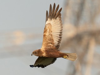 ヨーロッパチュウヒ - eBird