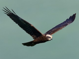 ヨーロッパチュウヒ - eBird