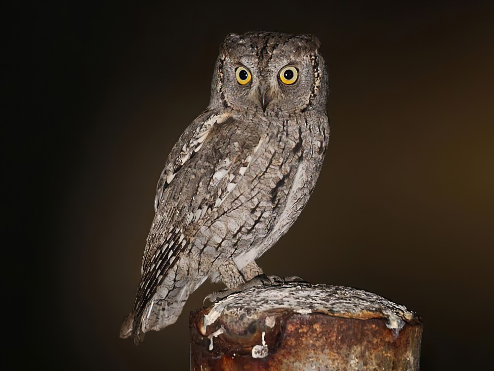 Eurasian Scops-Owl - Khalifa Al Dhaheri