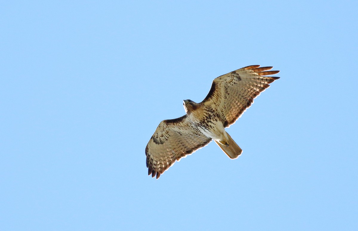 Red-tailed Hawk - Jeremiah Trimble