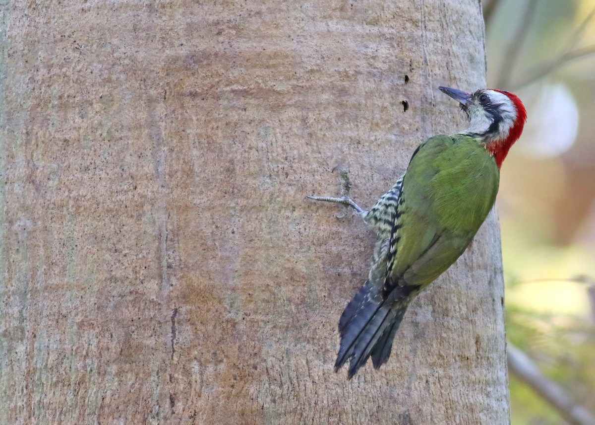Cuban Green Woodpecker - Jeremiah Trimble