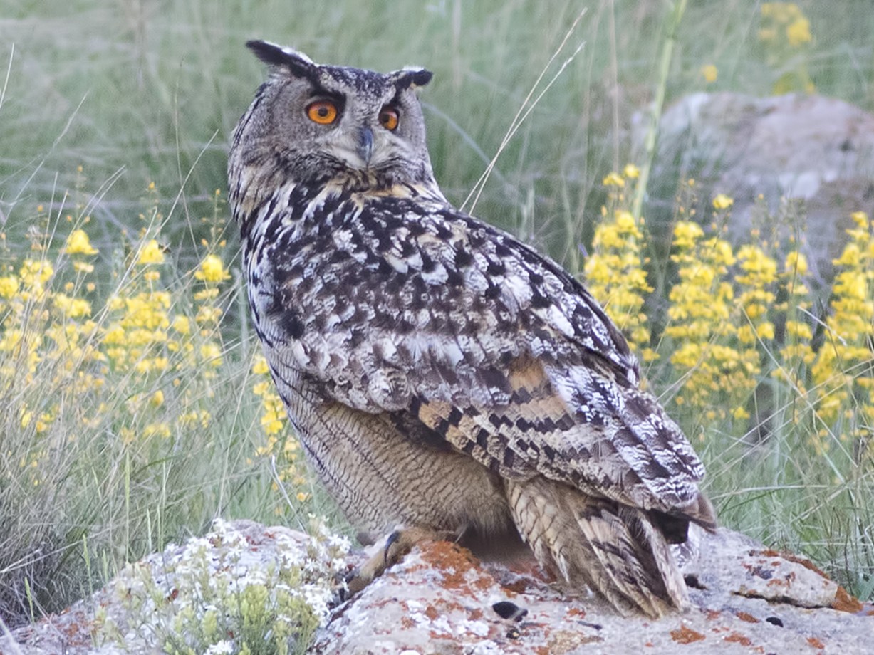 Eurasian Eagle-Owl - birol hatinoğlu