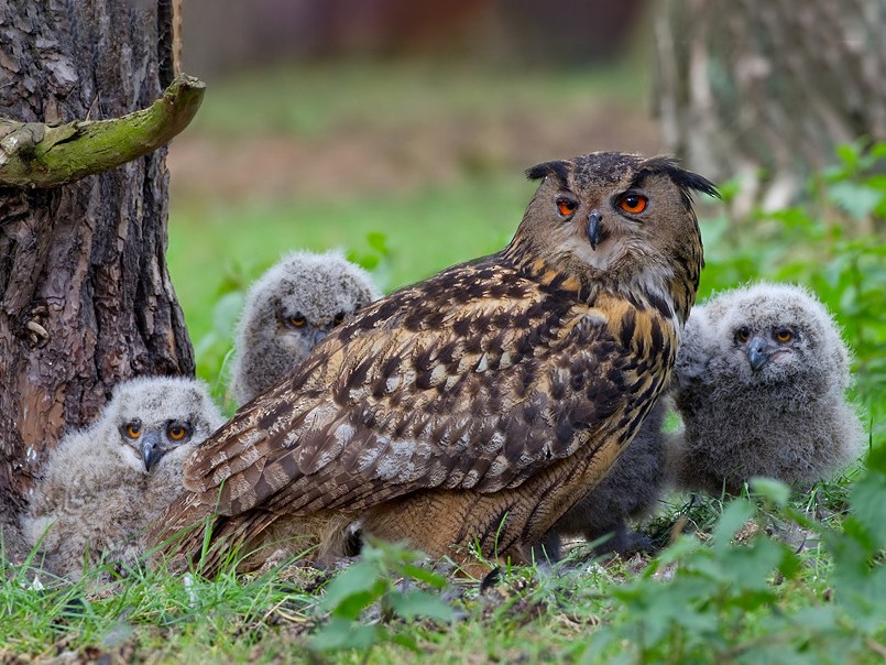 baby eurasian eagle owl