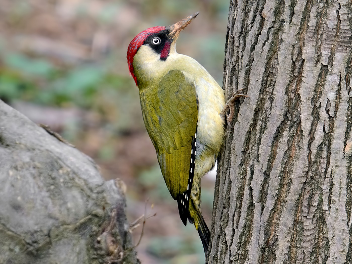 Eurasian Green Woodpecker - Arda Dönerkayalı