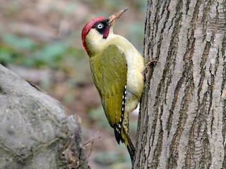  - Eurasian Green Woodpecker