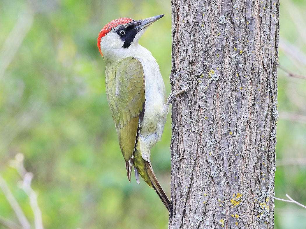 Eurasian Green Woodpecker - Vladimir Deryabin