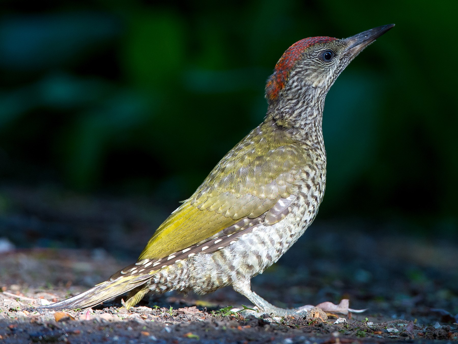 Eurasian Green Woodpecker - Marc FASOL