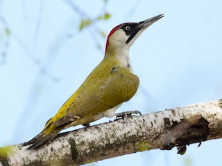 ヨーロッパアオゲラ - eBird