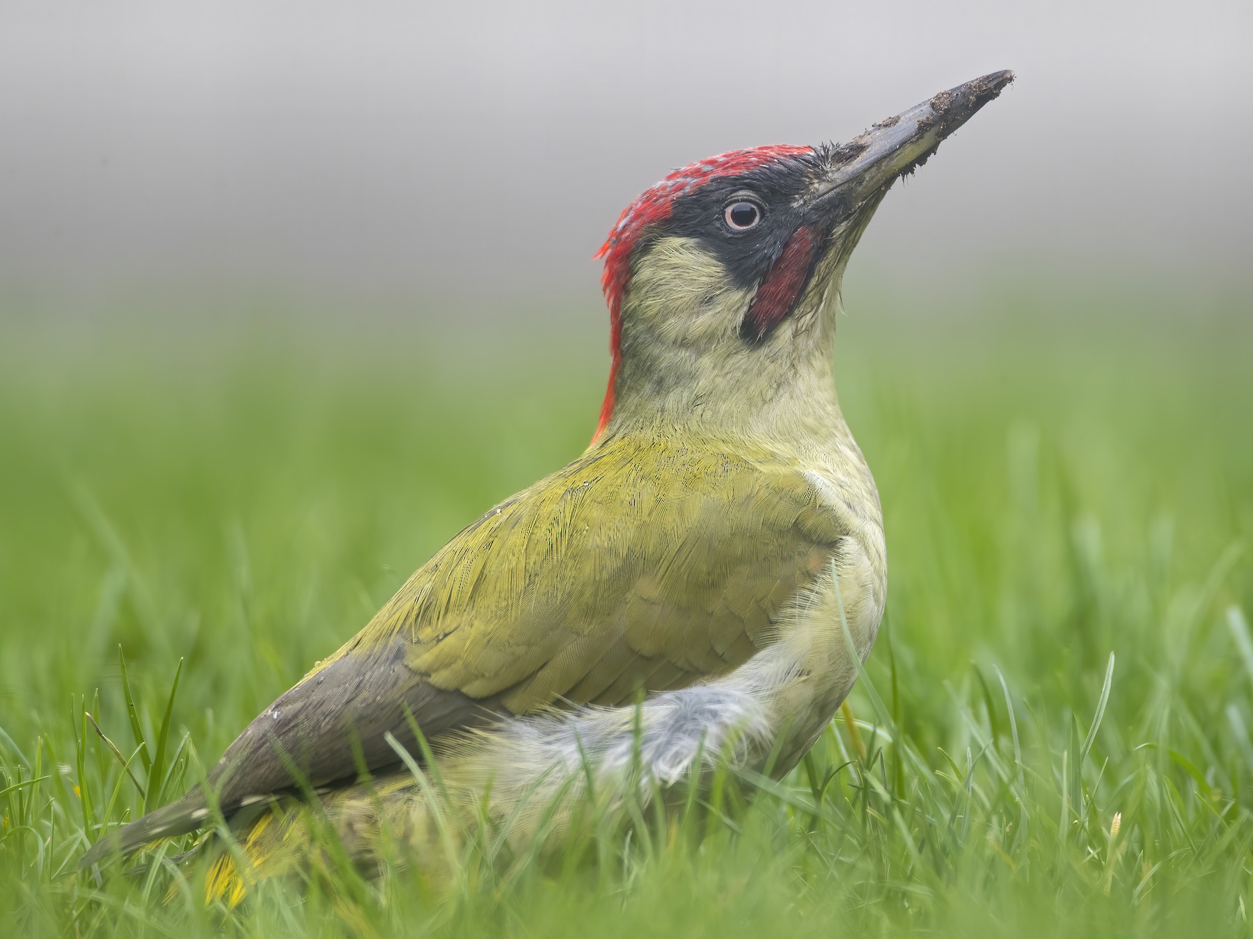 Eurasian Green Woodpecker - Pascal De Munck