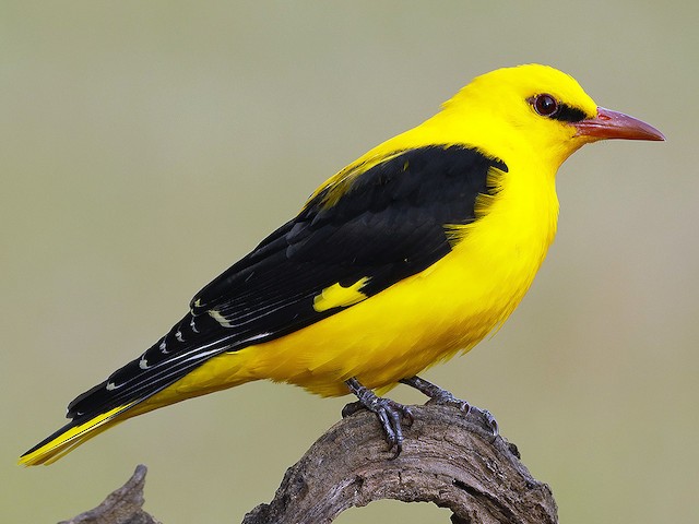 Photos Eurasian Golden Oriole Oriolus Oriolus Birds Of The World