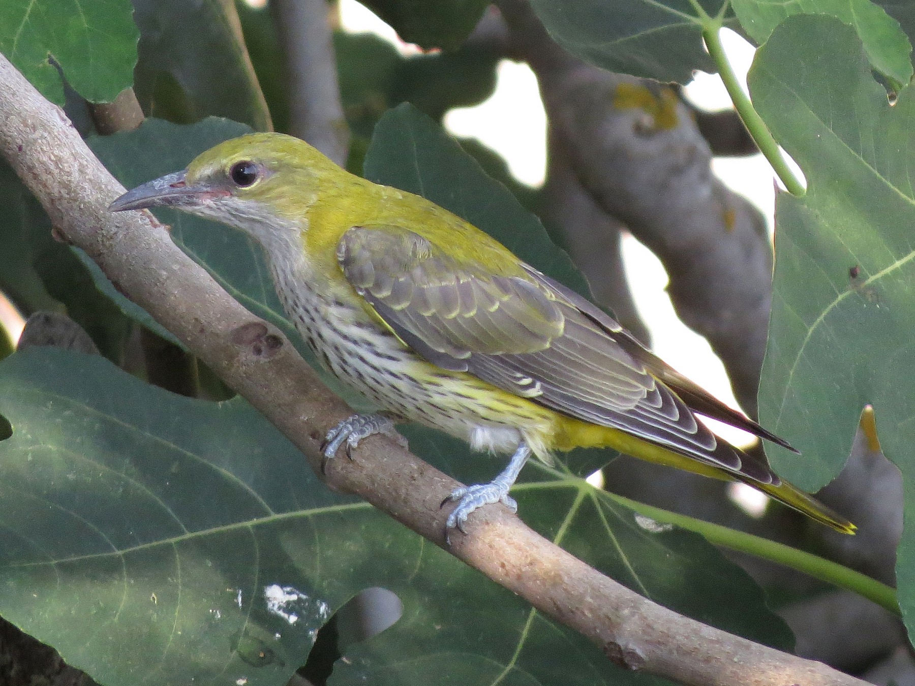 Eurasian Golden Oriole - Miguel Rodríguez Esteban