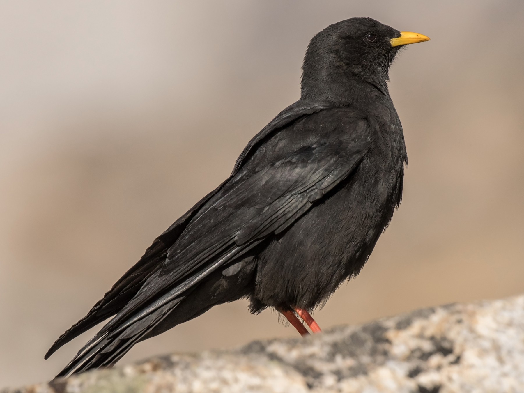 Yellow-billed Chough - William Hearn