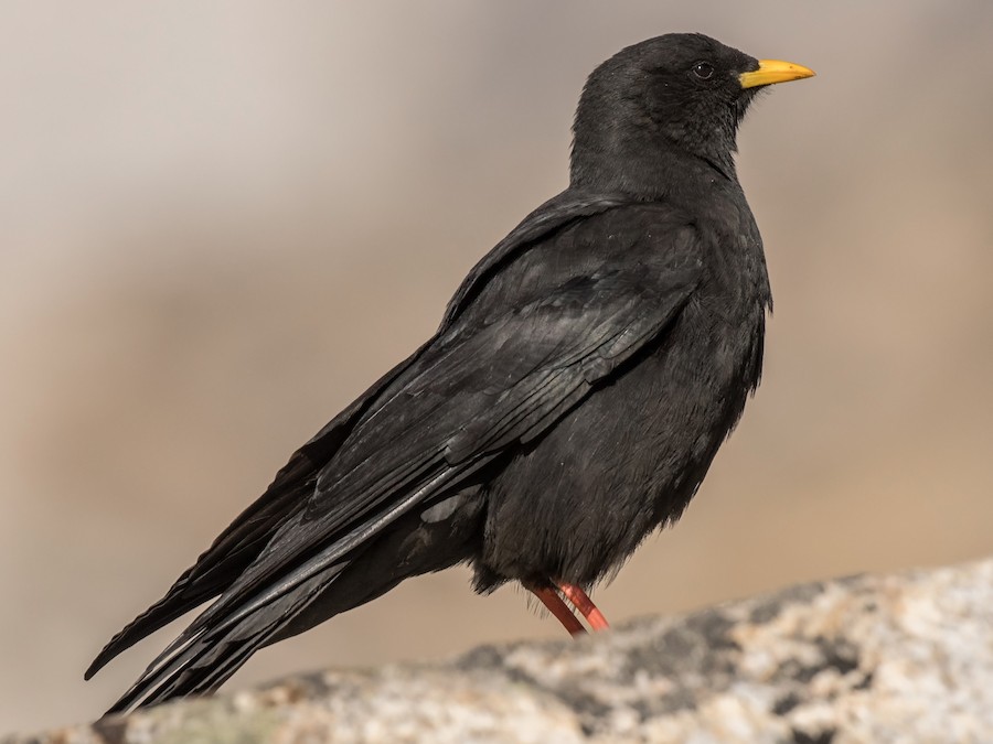 Yellow-billed Chough (Alpine Chough) - eBird