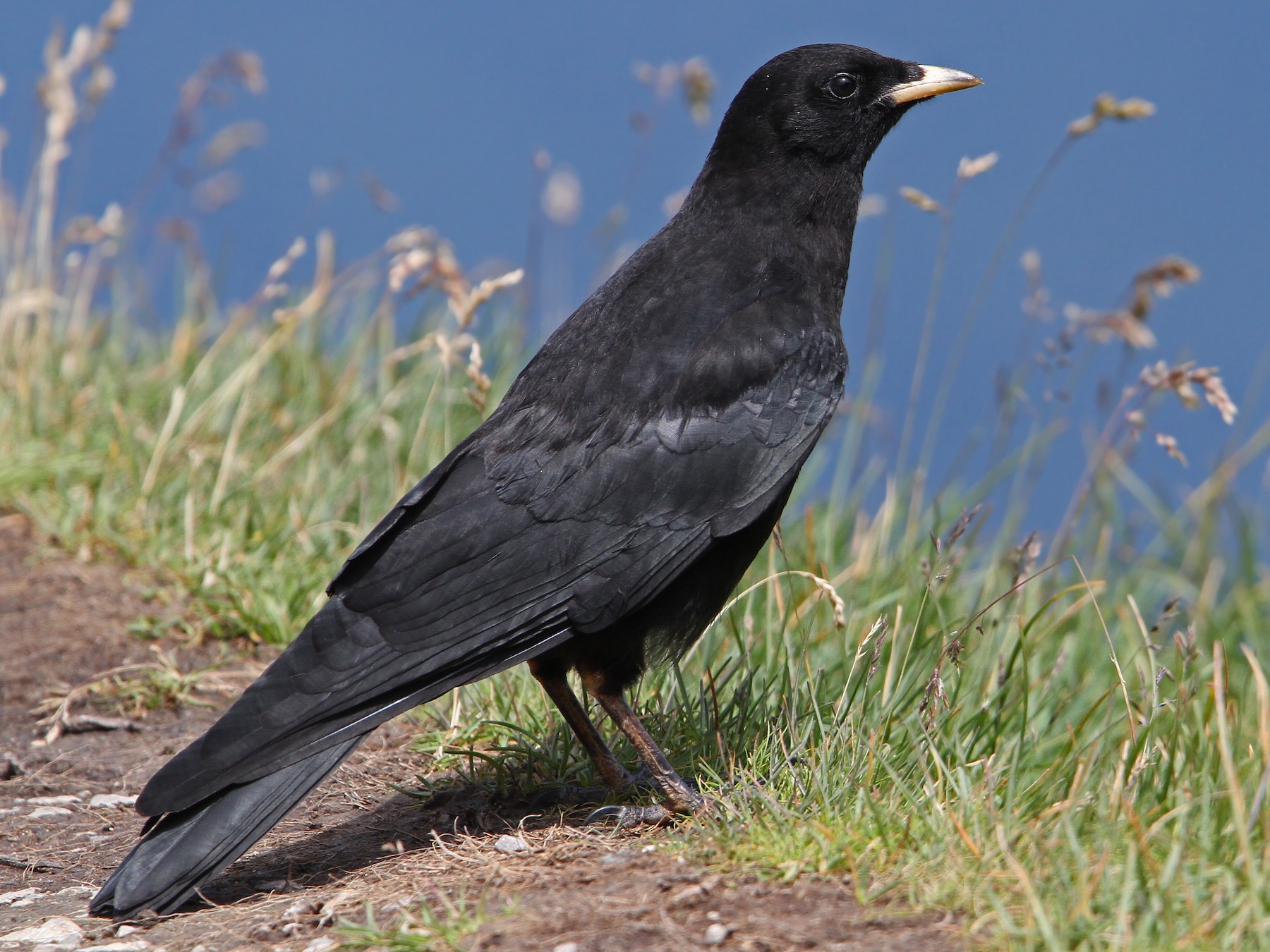 Yellow-billed Chough - Christoph Moning