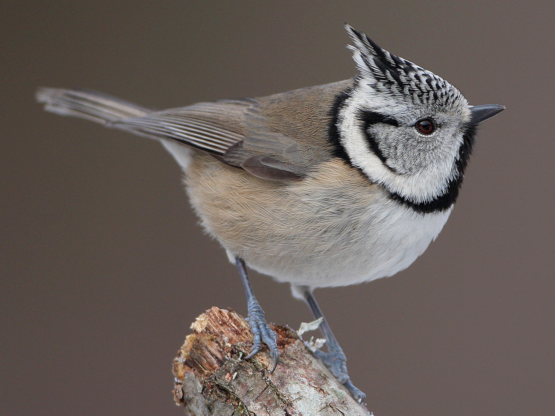 Crested Tit Bird Facts